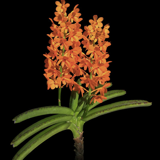 Ascocentrum Miniatum (Blooming Size)