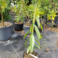 All Spice Grafted Tree