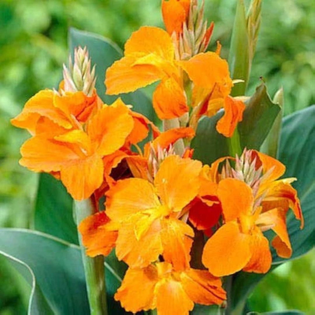 Canna Lily Flowering Bulbs (Red, Pink, Orange, Yellow)
