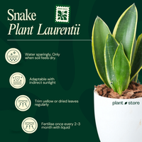 Snake Plant (Sansevieria Laurentii)