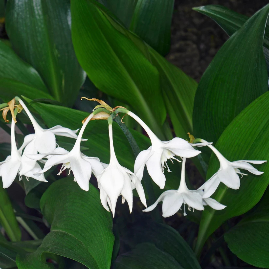 Eucharis Lily Bulb - White Colour