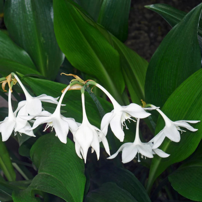 Eucharis Lily Bulb - White Colour