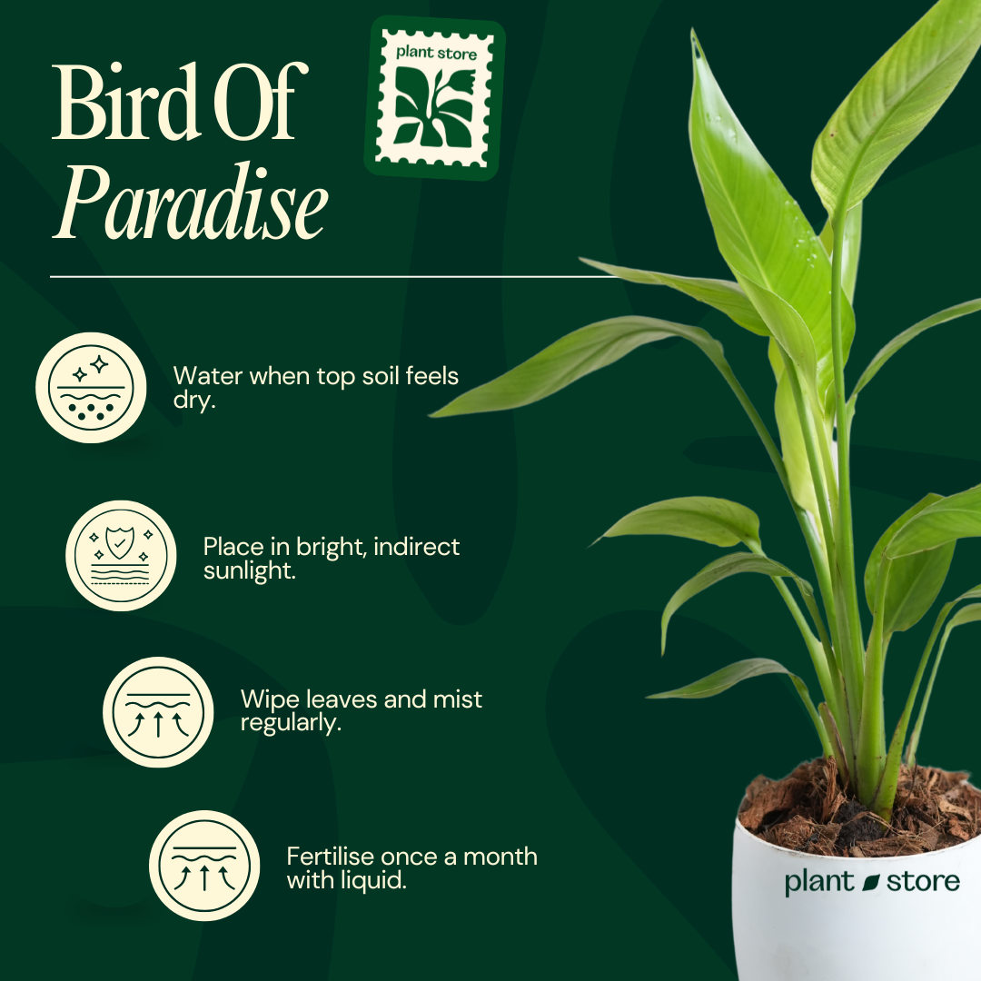Bird Of Paradise Plant ( Strelitzia Reginae ) with Pot