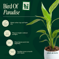 Bird Of Paradise Plant ( Strelitzia Reginae ) with Pot