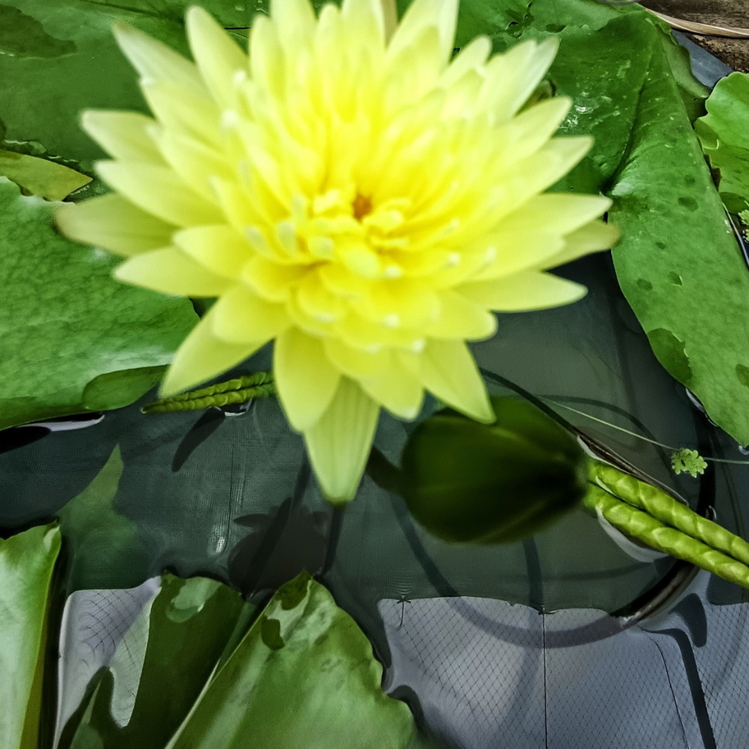Golden Friendship Tropical Waterlily
