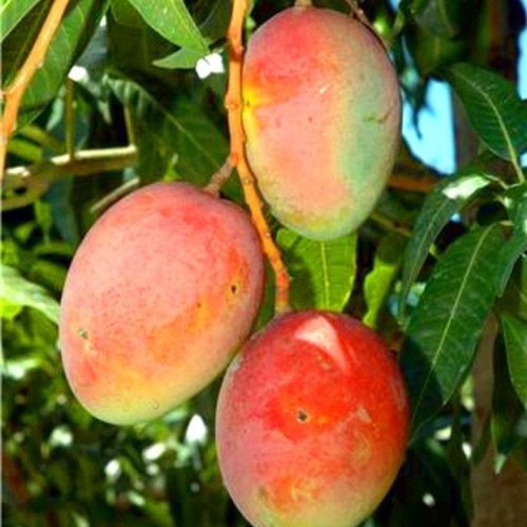 Hong Siang Red Dragon (Baramasi) Mango Grafted Tree