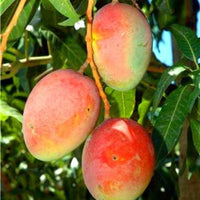 Hong Siang Red Dragon (Baramasi) Mango Grafted Tree