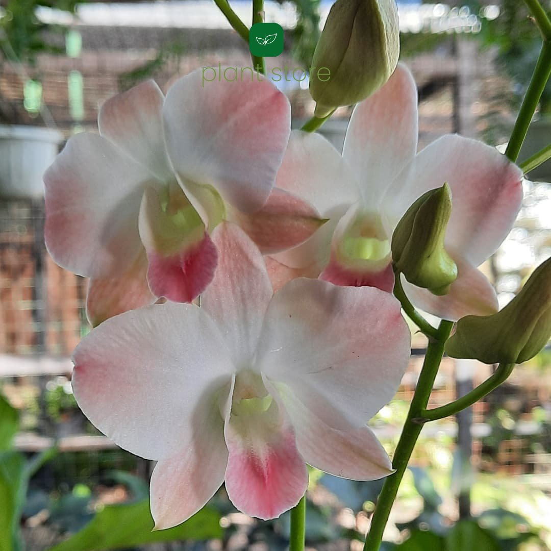 Dendrobium Peach (Near Blooming Size) - plant store® 