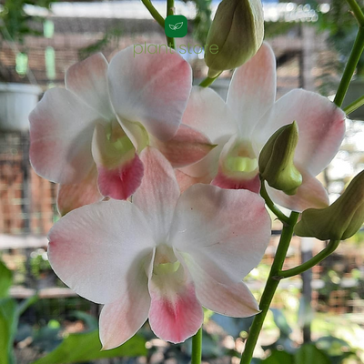 Dendrobium Peach (Near Blooming Size)