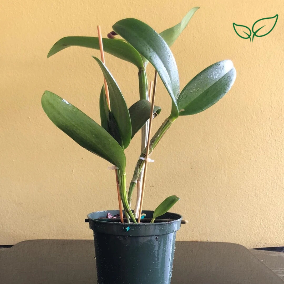 Cattleya Chocolate Drop Yellow Crystal Seedling Size