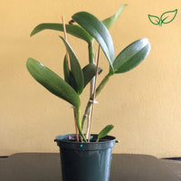 Cattleya Chocolate Drop Yellow Crystal Seedling Size - plant store® 