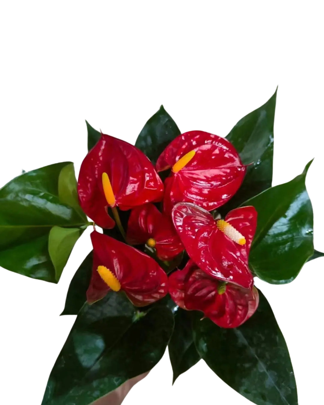 Anthurium Red Flowering Plant Holland Imported Variety with Flowers