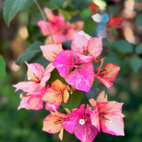 Arjuna Grafted Bougainvillea Plant