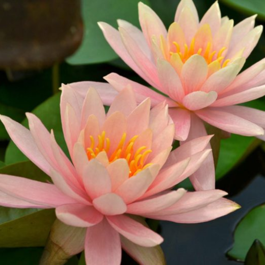 Colorado Hardy Waterlily