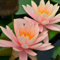 Colorado Hardy Waterlily