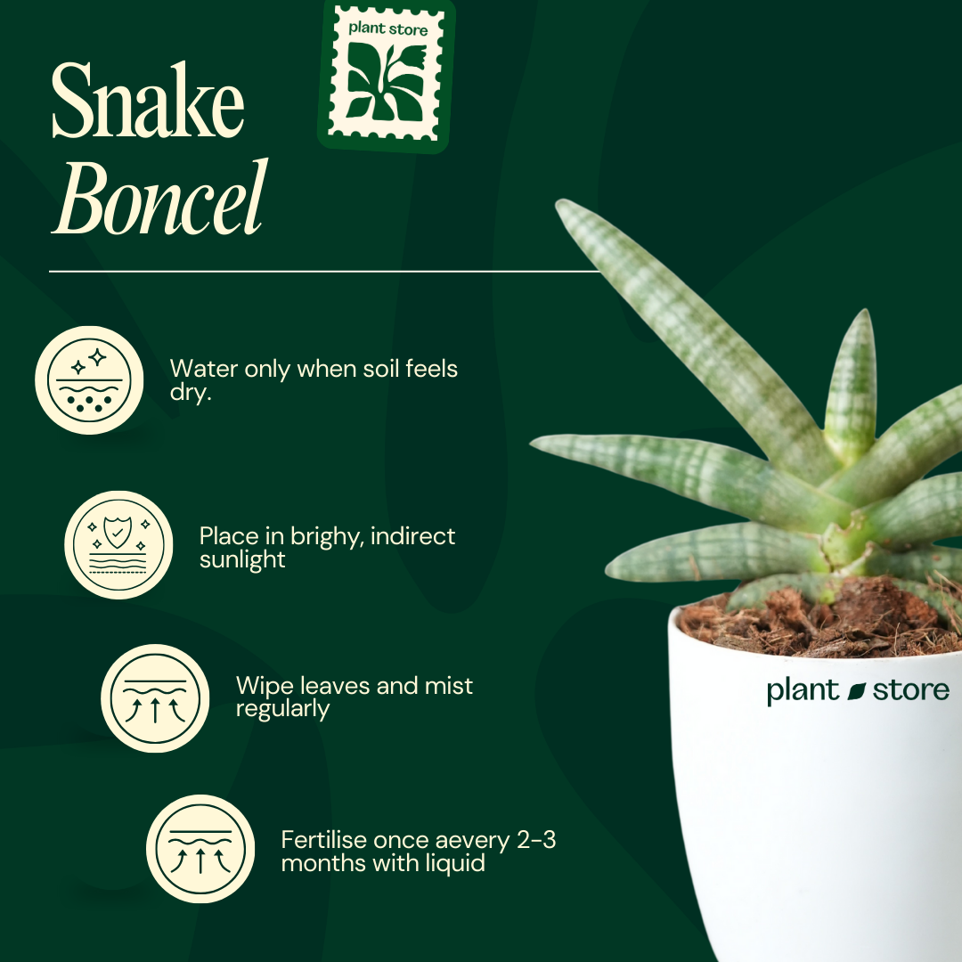 Sansevieria Cylindrica 'Boncel'