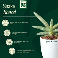 Sansevieria Cylindrica 'Boncel'