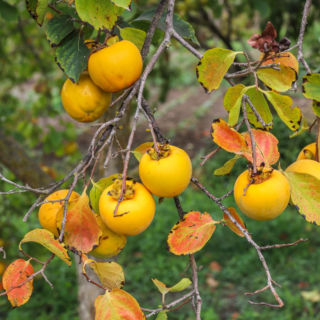 Dorsett Golden Apple Grafted Tree