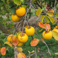 Dorsett Golden Apple Grafted Tree