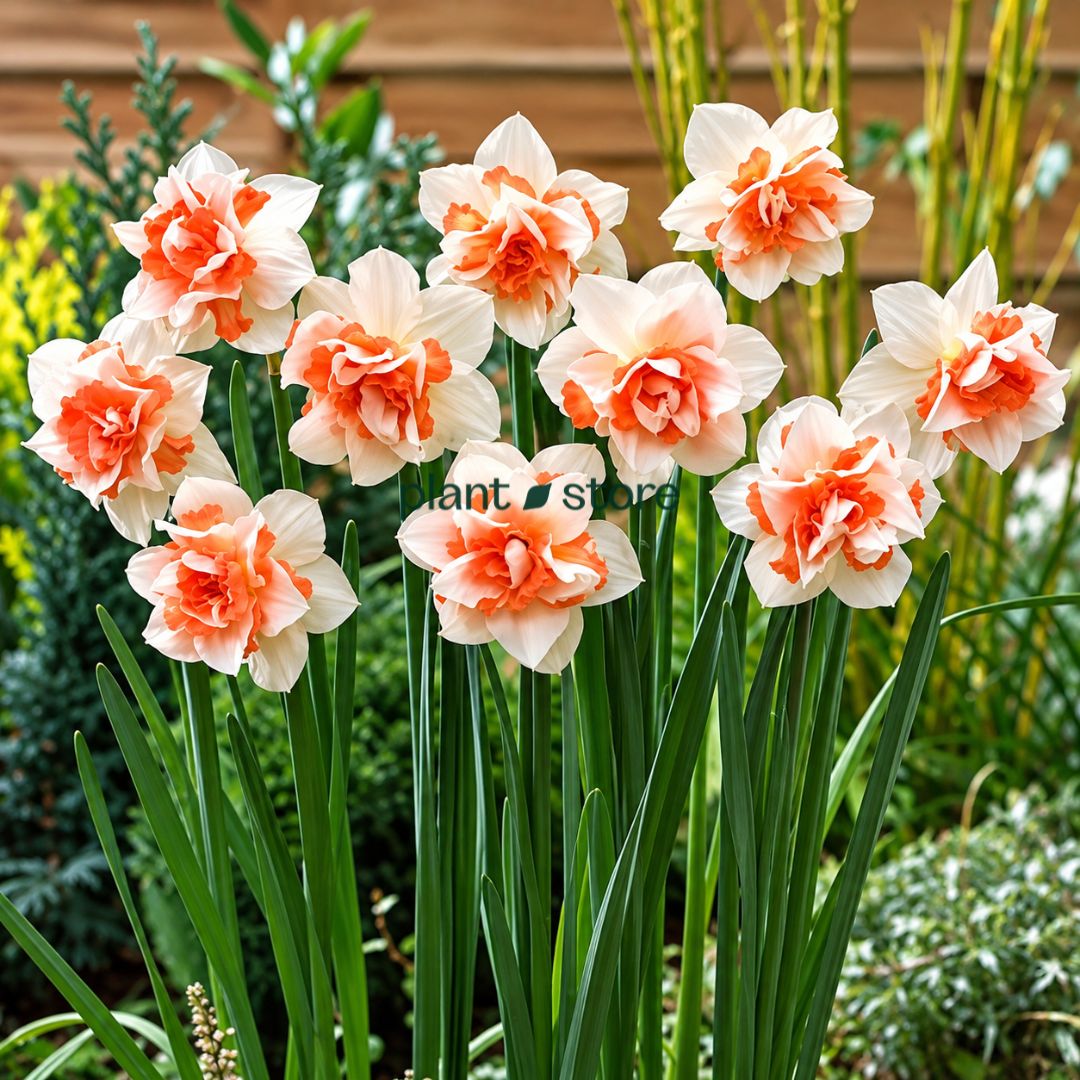 Daffodils - Fire Drill Double petal (Imported)