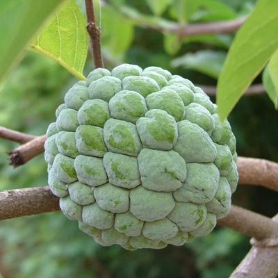 Green Custard Apple Grafted Tree