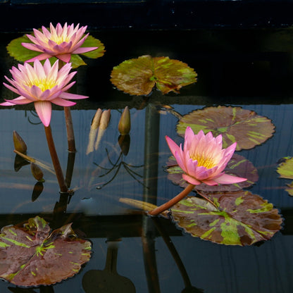 Waterlily 'Tropical Sunset'