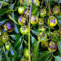 Black Sapota Grafted Plant