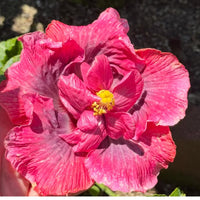 Indian Bride Hibiscus