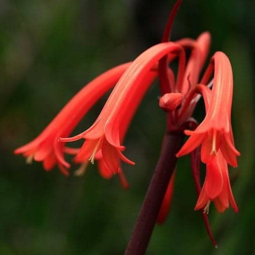 Ifafa Lily Combo – Mix Colour Bulbs