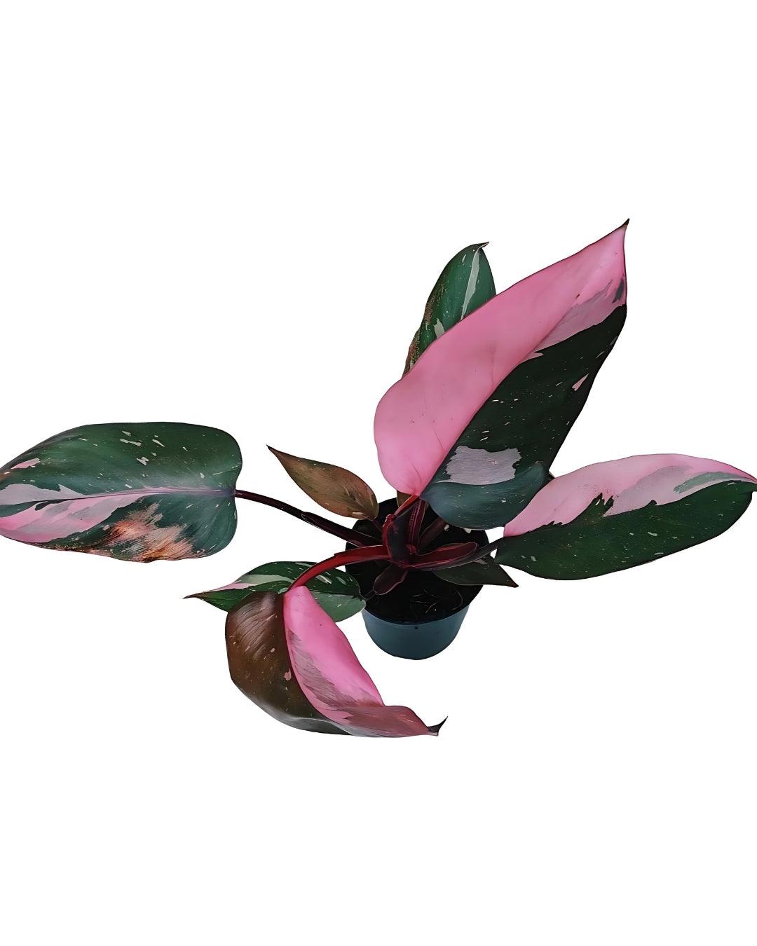 Philodendron Erubescens - Pink Princess - plant store® 