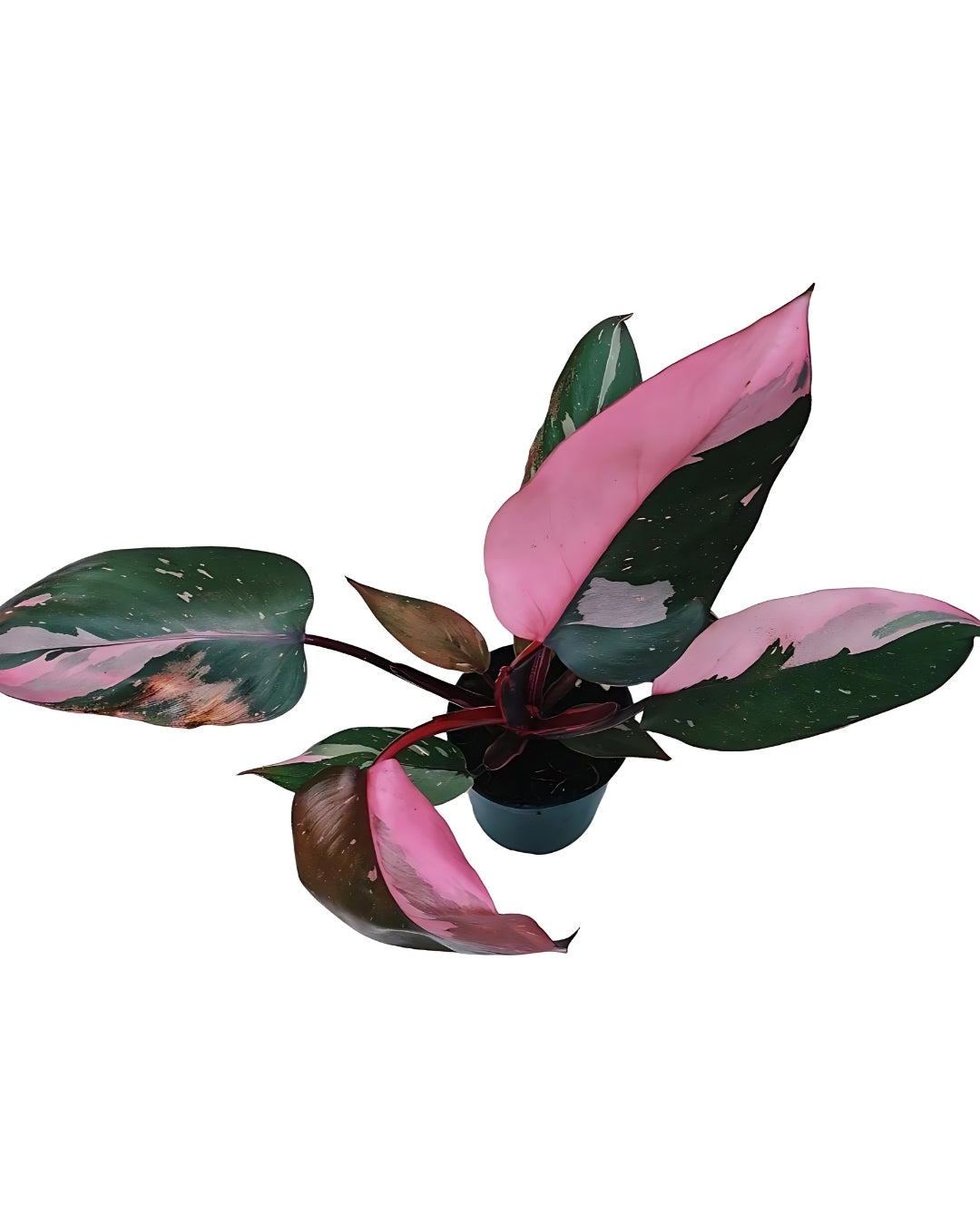 Philodendron Erubescens - Pink Princess