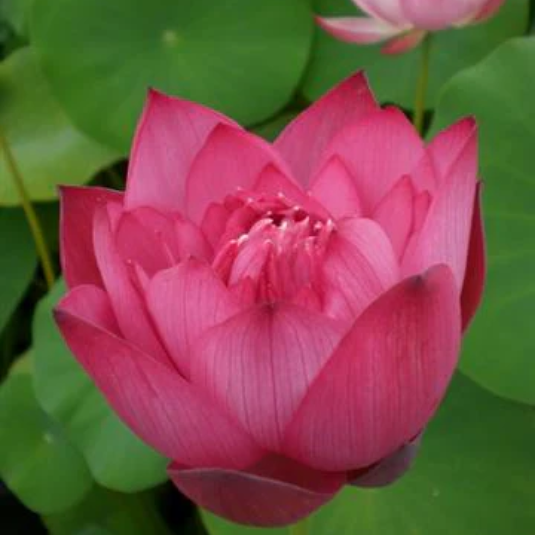 Lively Jewel Lotus Tuber