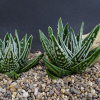 Hybrid Tears of Angel Rare Haworthia Bare Rooted - plant store® 