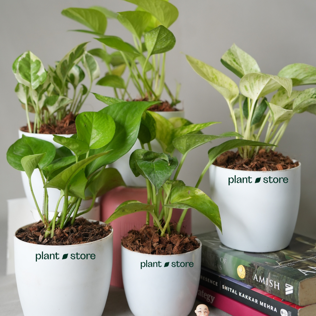 Grih Sukh Shanti Plants Bundle