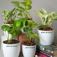 Grih Sukh Shanti Plants Bundle