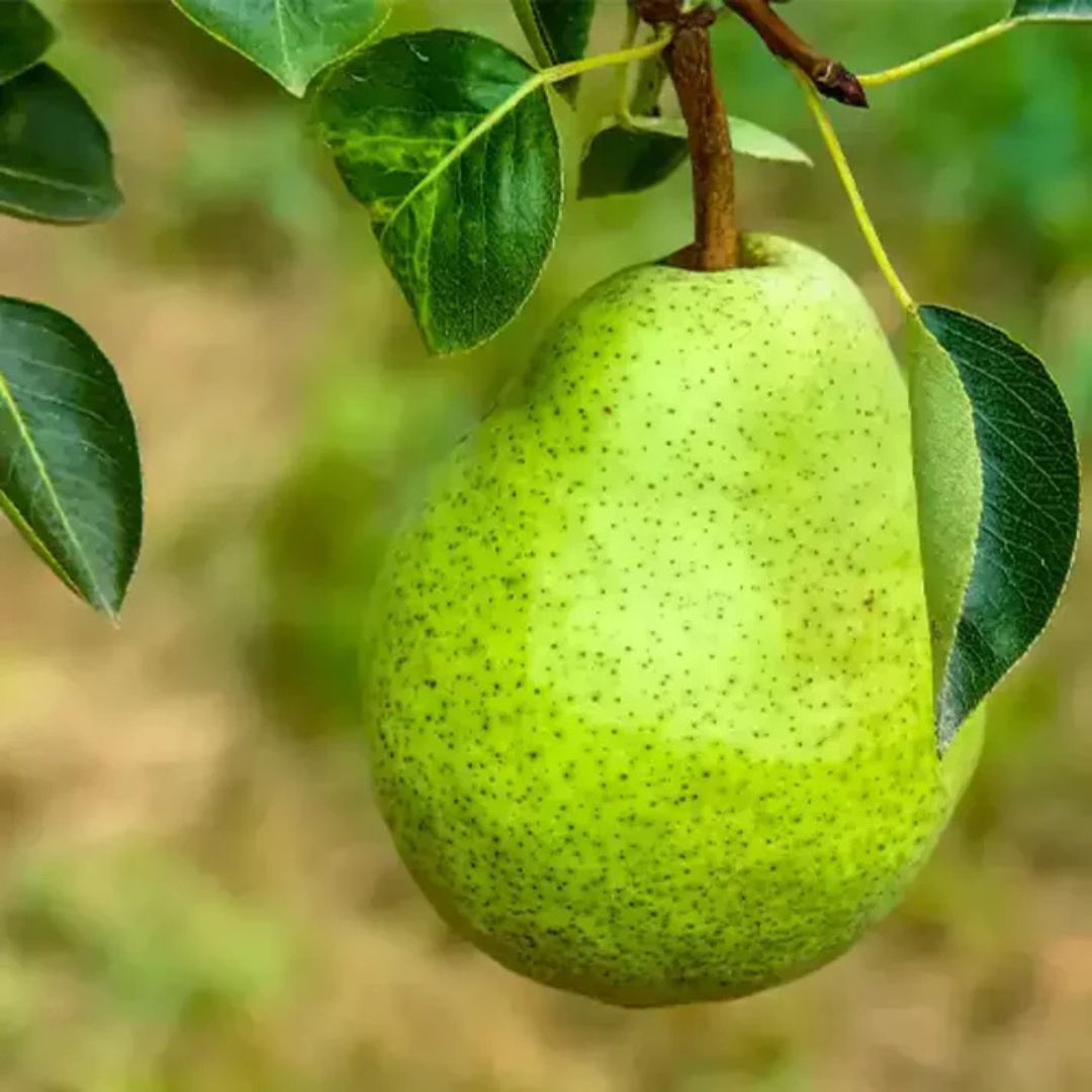 Nashpati Hybrid Fruit
