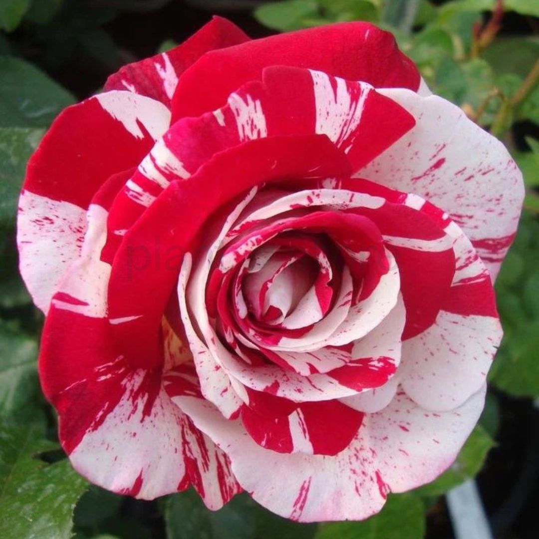 Hybrid Rose Plant