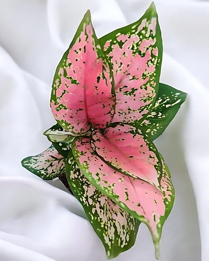 Aglaonema Lady Valentine