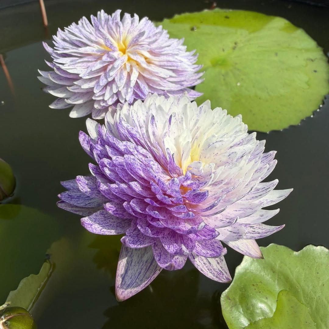 Mutah 2 Tropical Waterlily