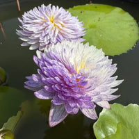 Mutah 2 Tropical Waterlily