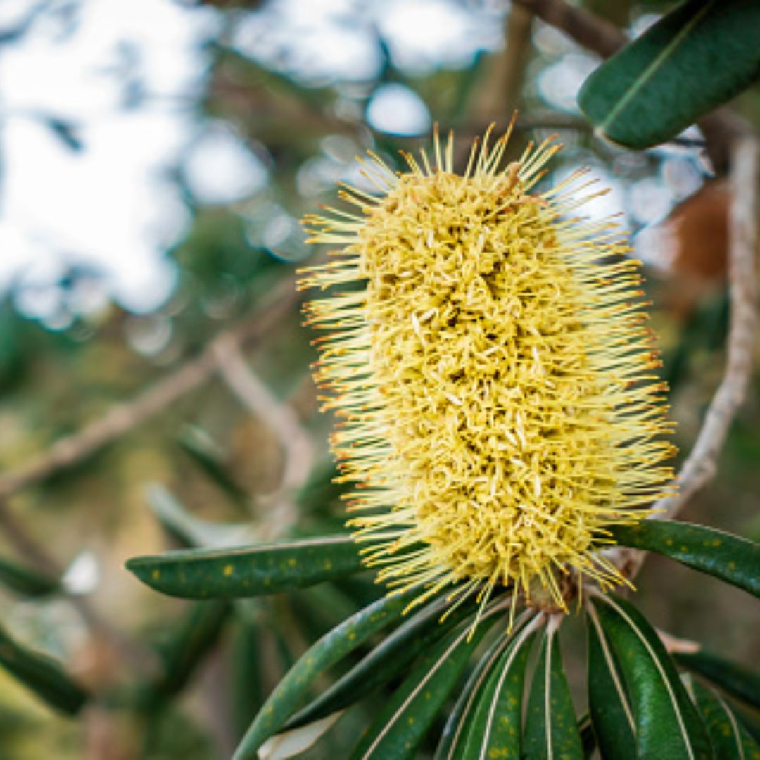 Bottle Brush Flower