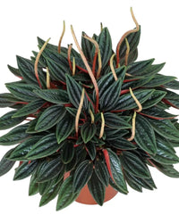Peperomia Rosso (Bare Rooted Plant for the Safety Reasons) - plant store® 