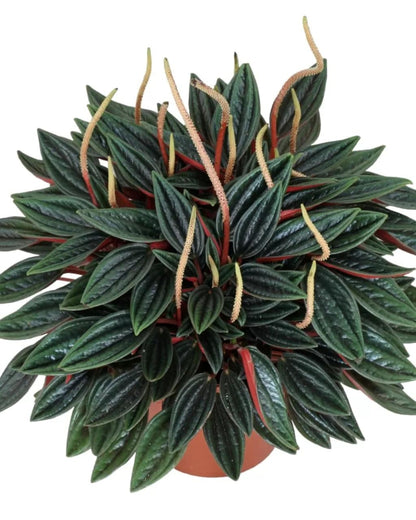 Peperomia Rosso (Bare Rooted Plant for the Safety Reasons)