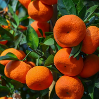 Darjeeling Orange Grafted Tree