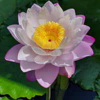New Orleans Lady Australian Waterlily