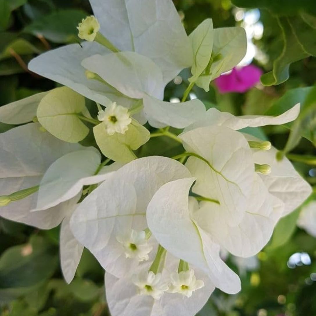 Golden Eva white Grafted Bougainvillea Plant