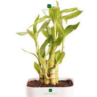 Feng Shui Edition (Brazilian Wood) - plant store® 