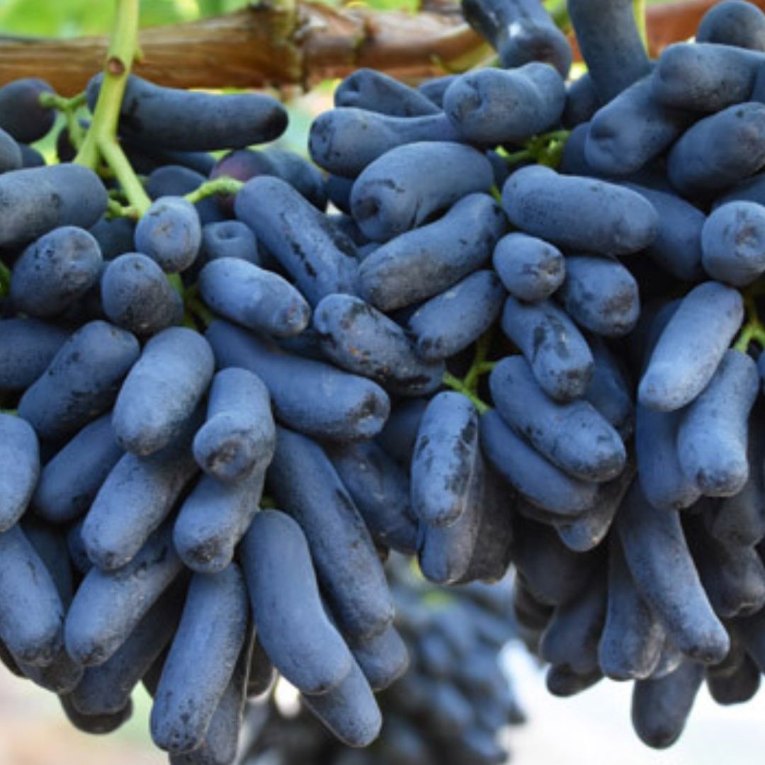 Sarita Black Grapes Plant