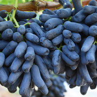 Sarita Black Grapes Plant