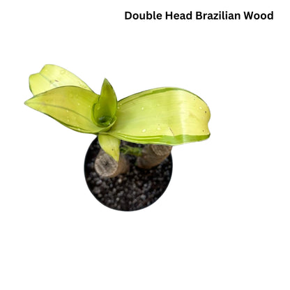 Brazilian Wood Plant - Bloomed Plant